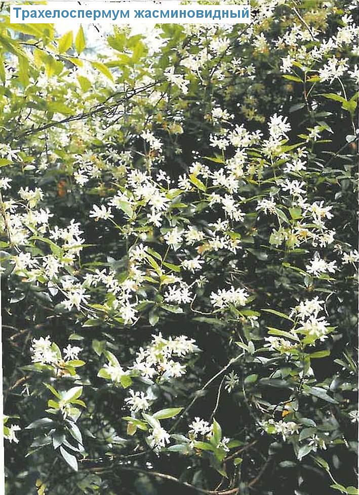   - Trachelospermum jasminoides