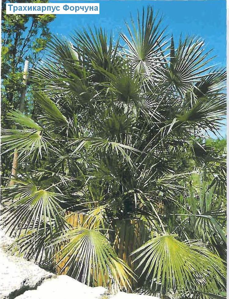   - Trachycarpus fortunei