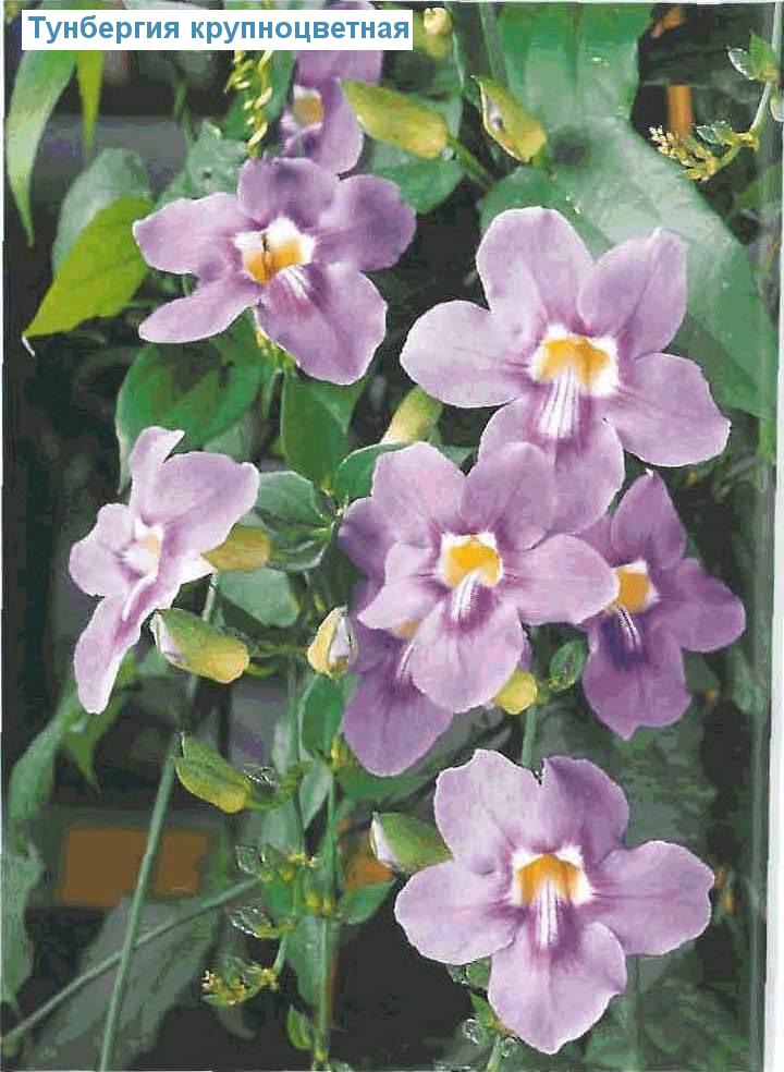   - Thunbergia grandiflora