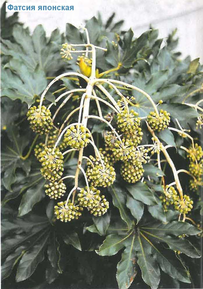   - Fatsia japonica