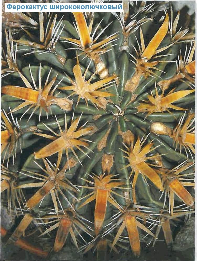   - Ferocactus latispinus