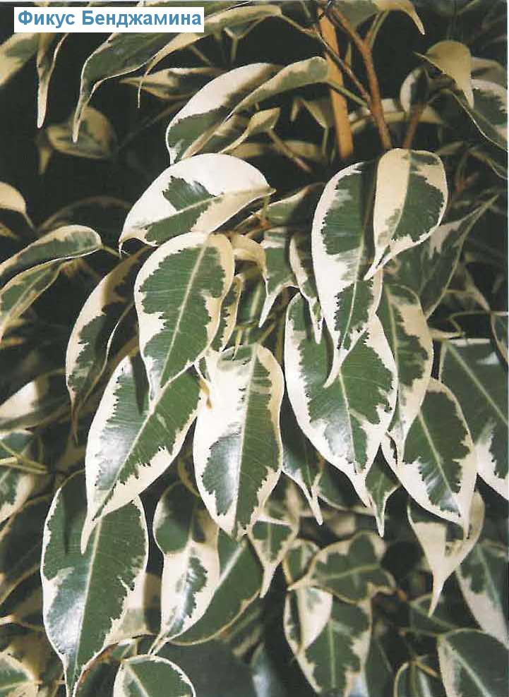   - Ficus benjamina