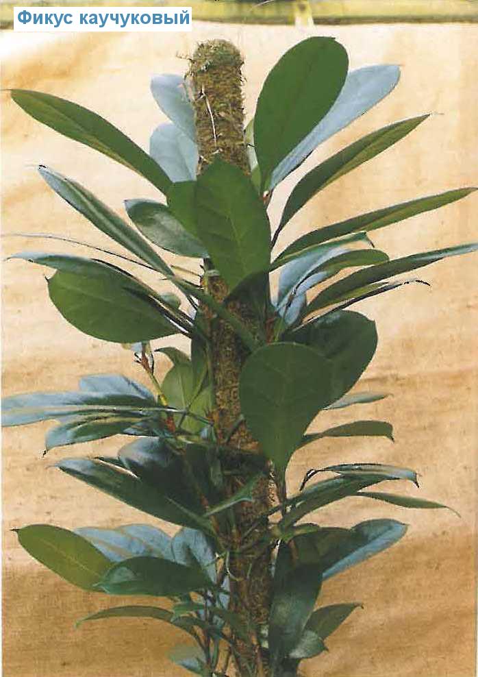   - Ficus cyathistipula