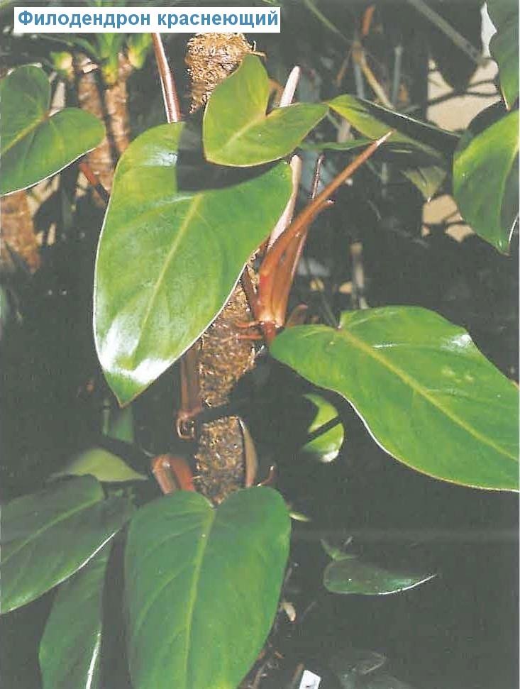   - Philodendron pedatum