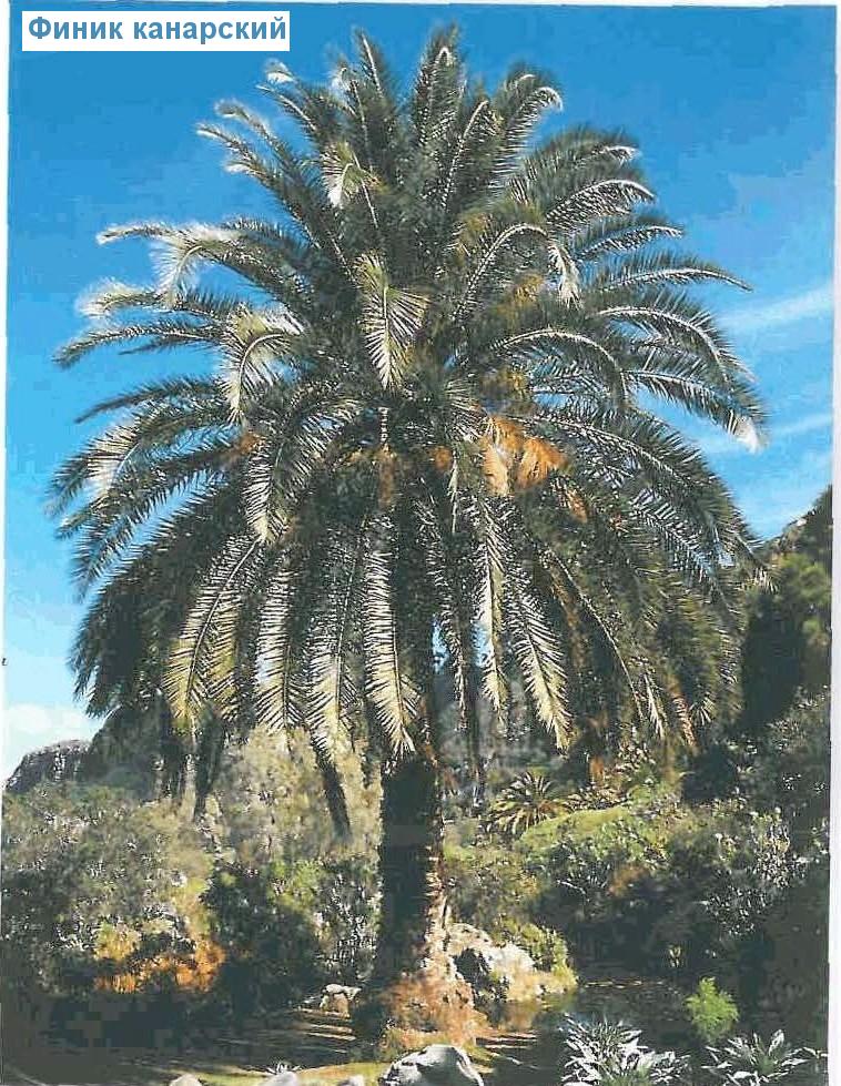   - Phoenix canariensis