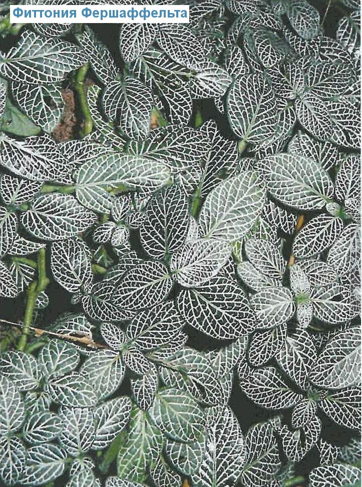   - Fittonia verschaffeltii