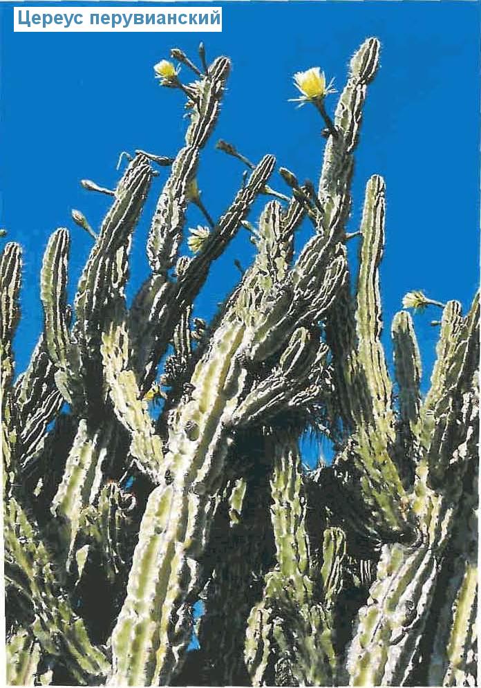   - Cereus peruvianus