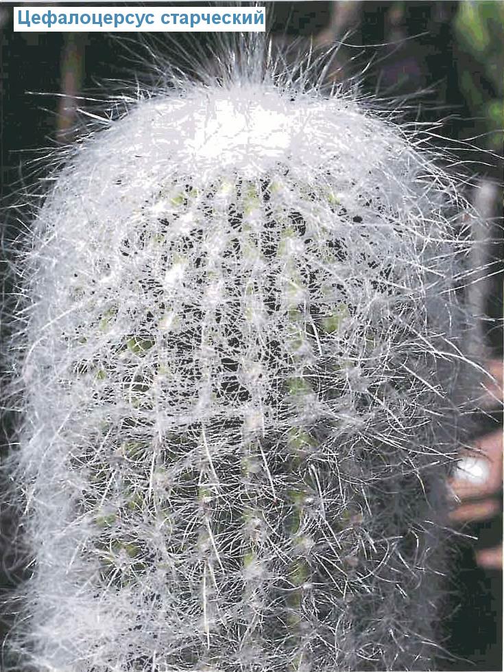   - Cephalocereus senilis