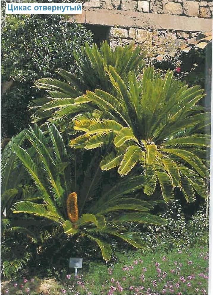   - Cycas revoluta