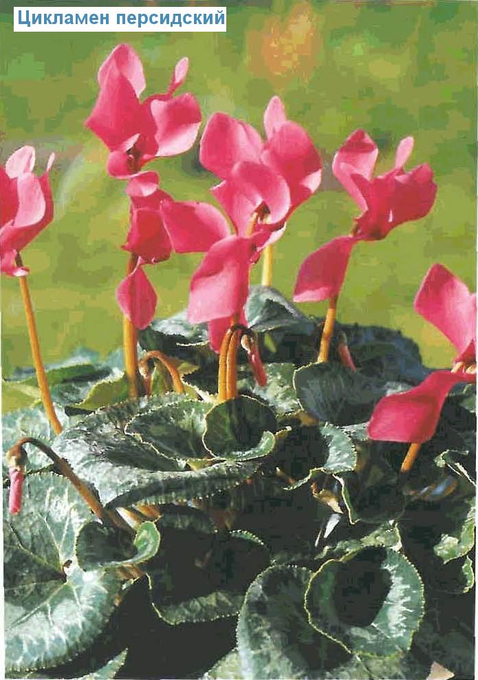   - Cyclamen persicum