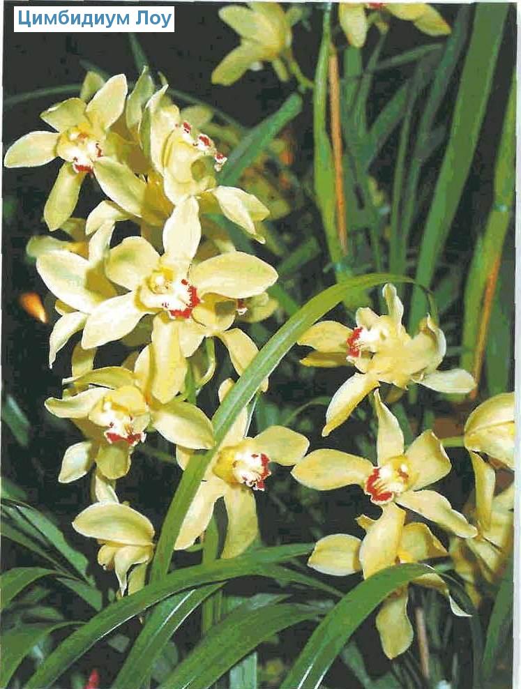   - Cymbidium lowianum