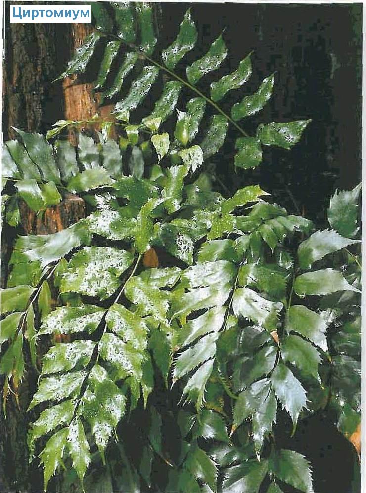  - Polystichum falcatum