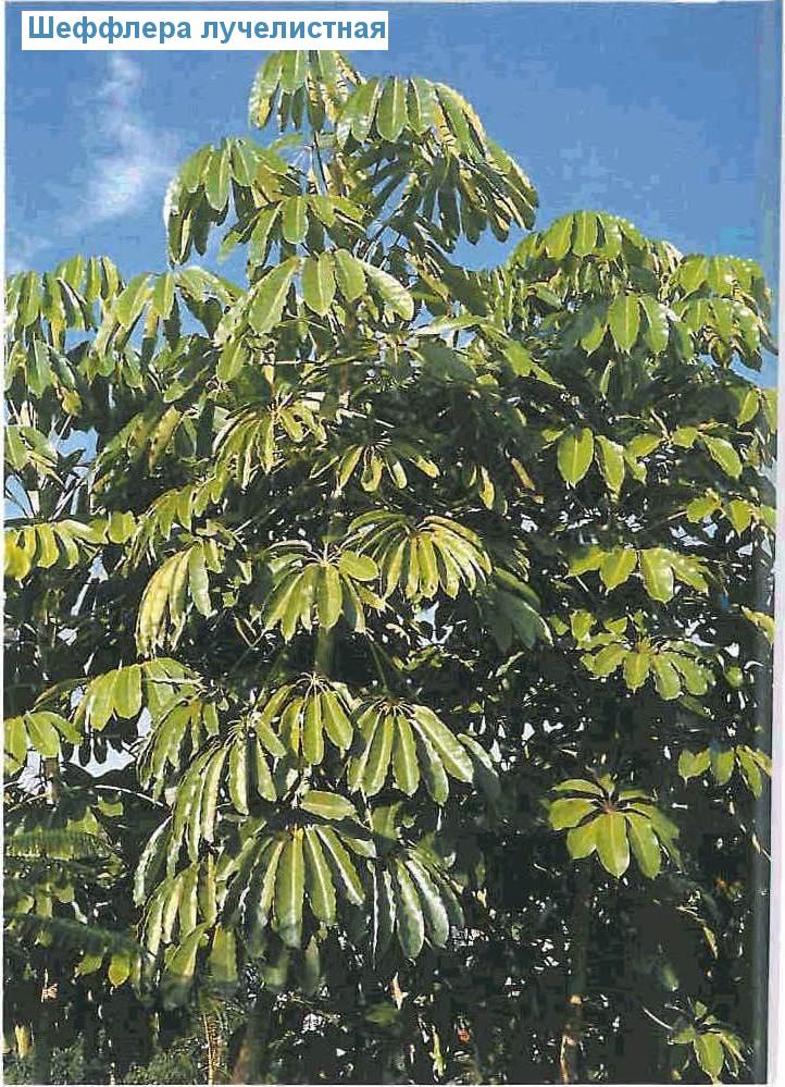   - Schefflera actinophylla