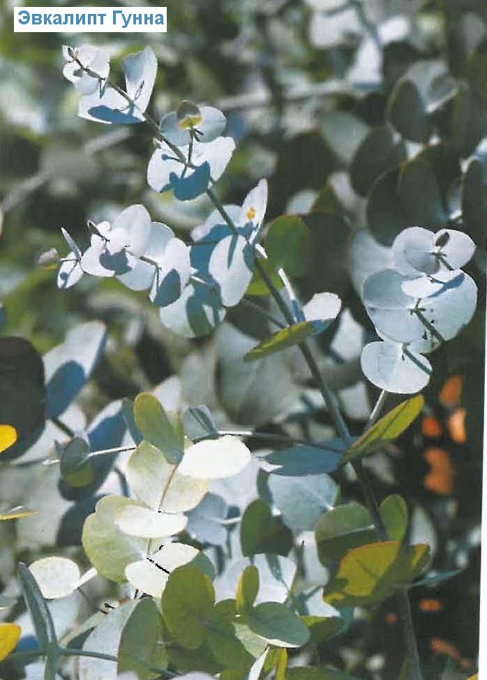   - Eucalyptus gunii