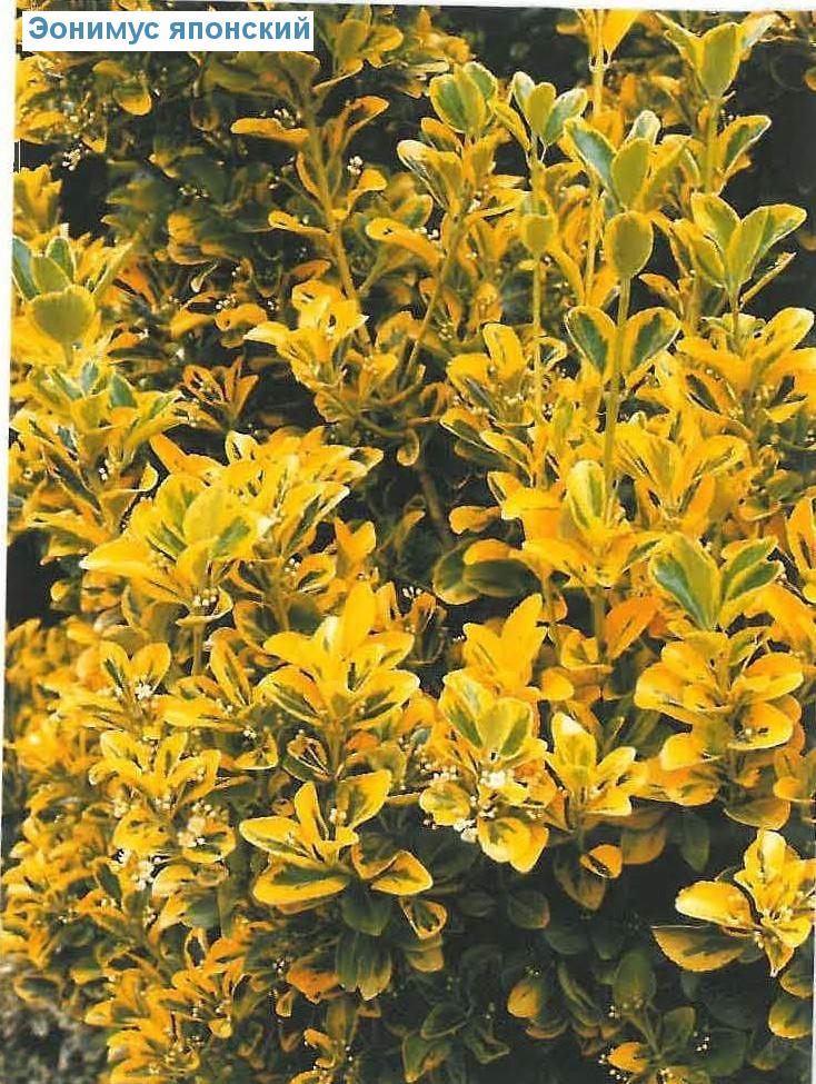   - Euonymus japonicus