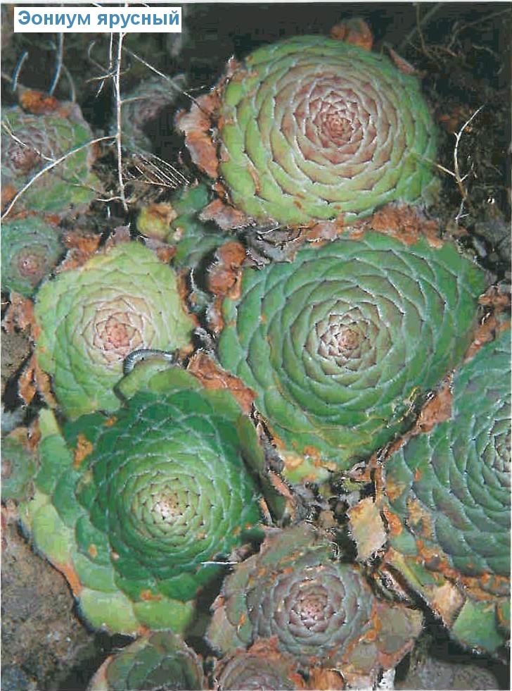   - Aeonium tabuliforme