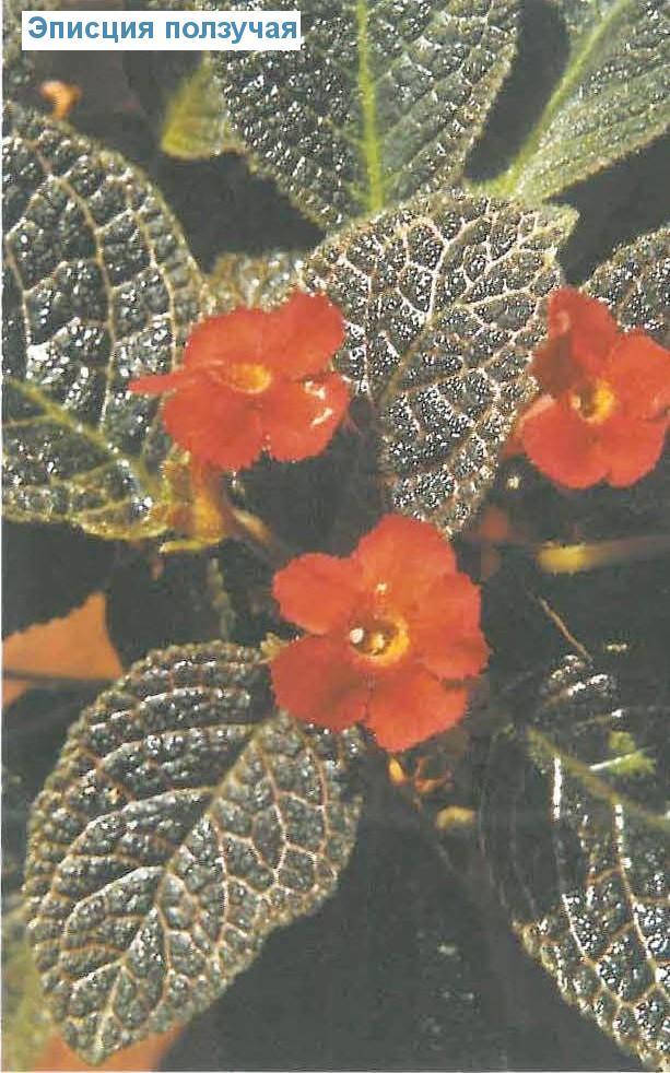   - Episcia reptans