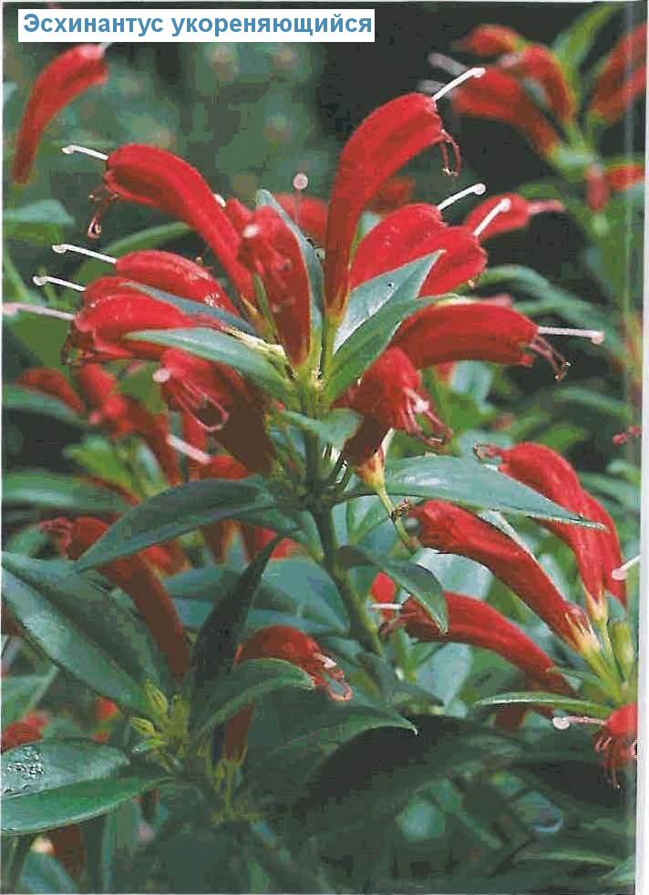   - Aeschynanthus radicans