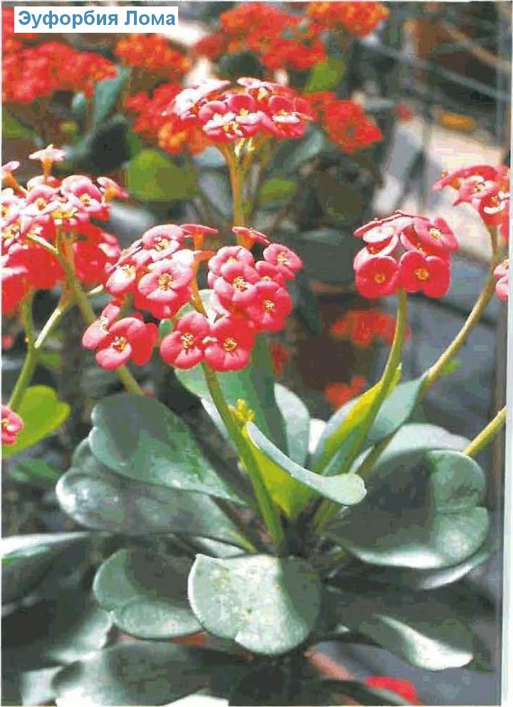   - Euphorbia lomii