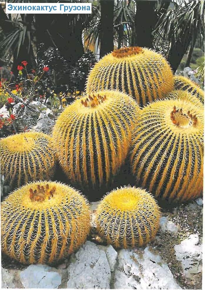   - Echinocactus qrusonii