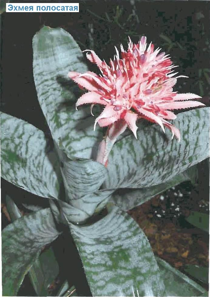   - Aechmea fasciata