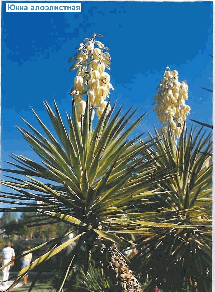   - Yucca aloifoha