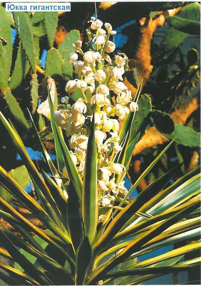   - Yucca elephantipes