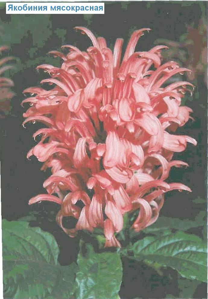   - Justicia carnea