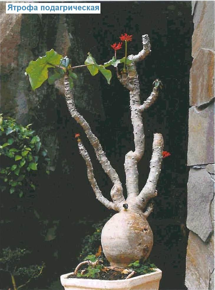   - Jatropha podagrica