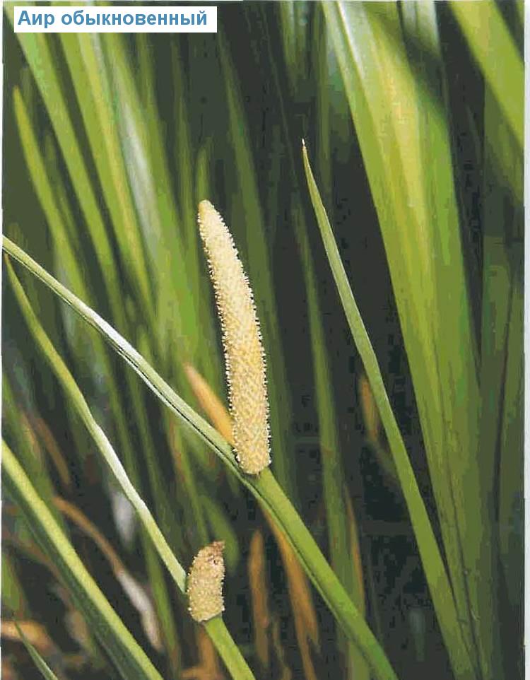   (<i>Acorus calamus</i>)