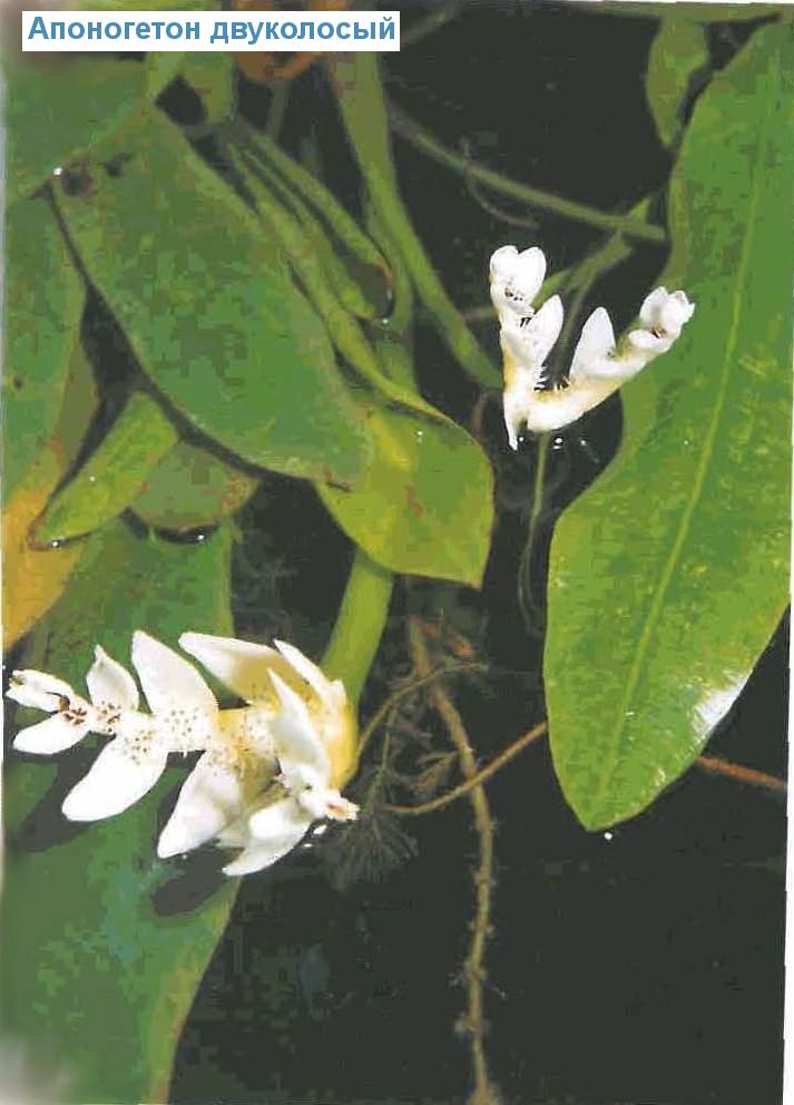   (<i>Aponogeton distachyos</i>)