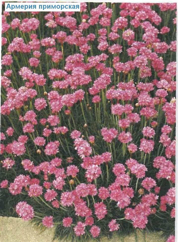   (<i>Armeria maritima</i>)