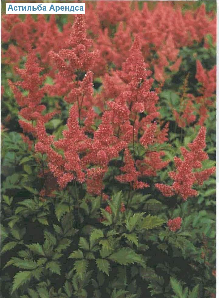   (<i>Astilbe arendsii</i>)