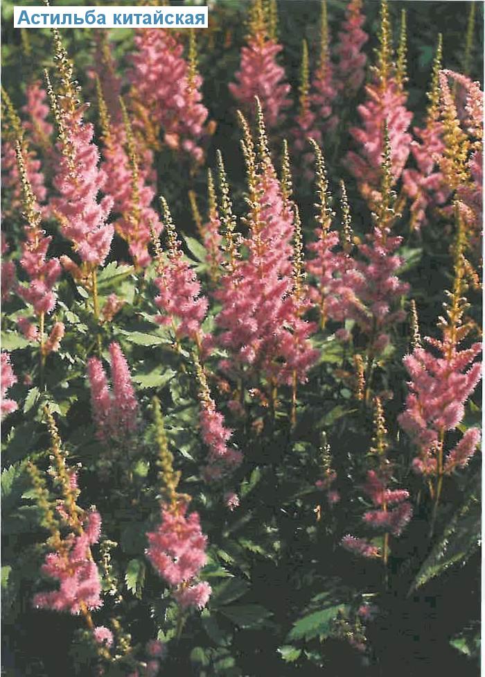   (<i>Astilbe chinensis</i>)