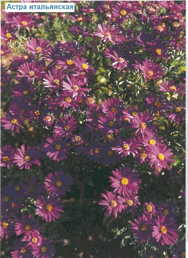   (<i>Aster amellus</i>)