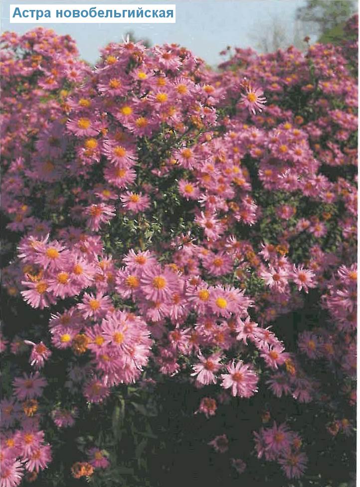   (<i>Aster novi-belgii</i>)