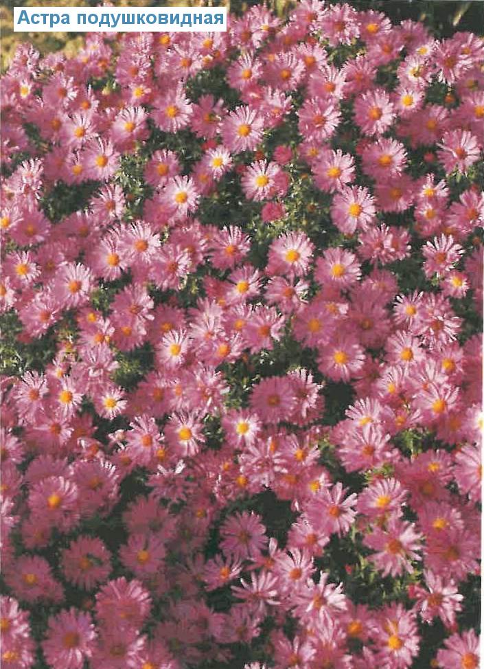   (<i>Aster dumosus</i>)