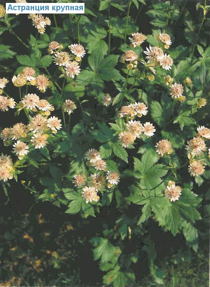   (<i>Astrantia major</i>)