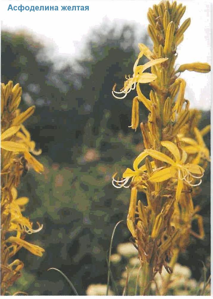   (<i>Asphodeline lutea</i>)