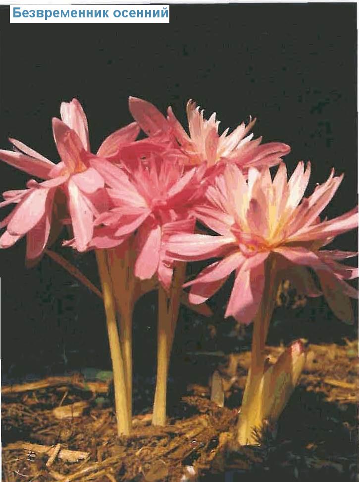   (<i>Colchicum autumnale</i>)