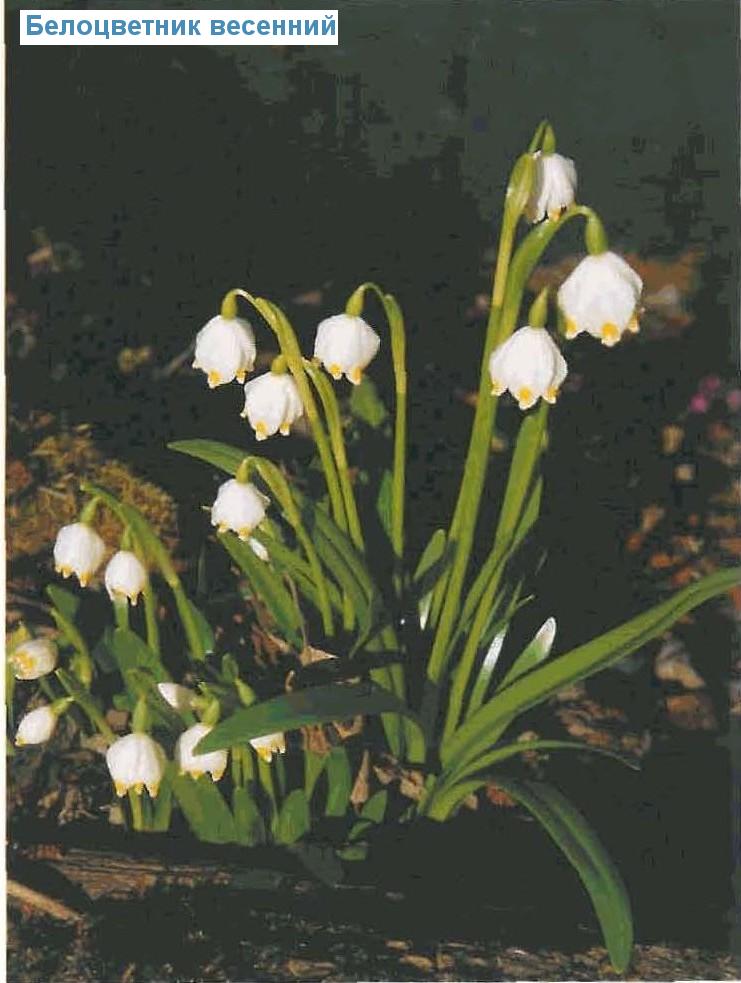   (<i>Leucojum vernum</i>)