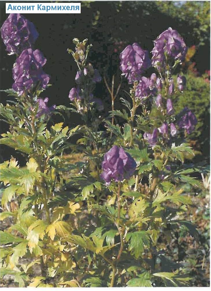   (<i>Aconitum carmichaelii</i>)