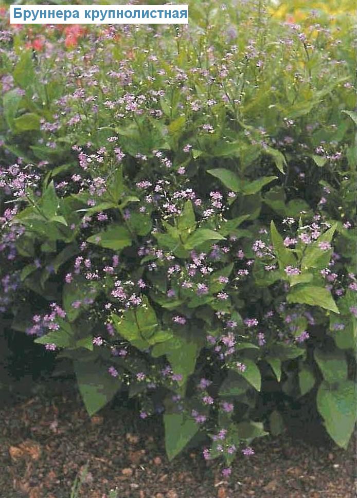   (<i>Brunnera macrophylla</i>)