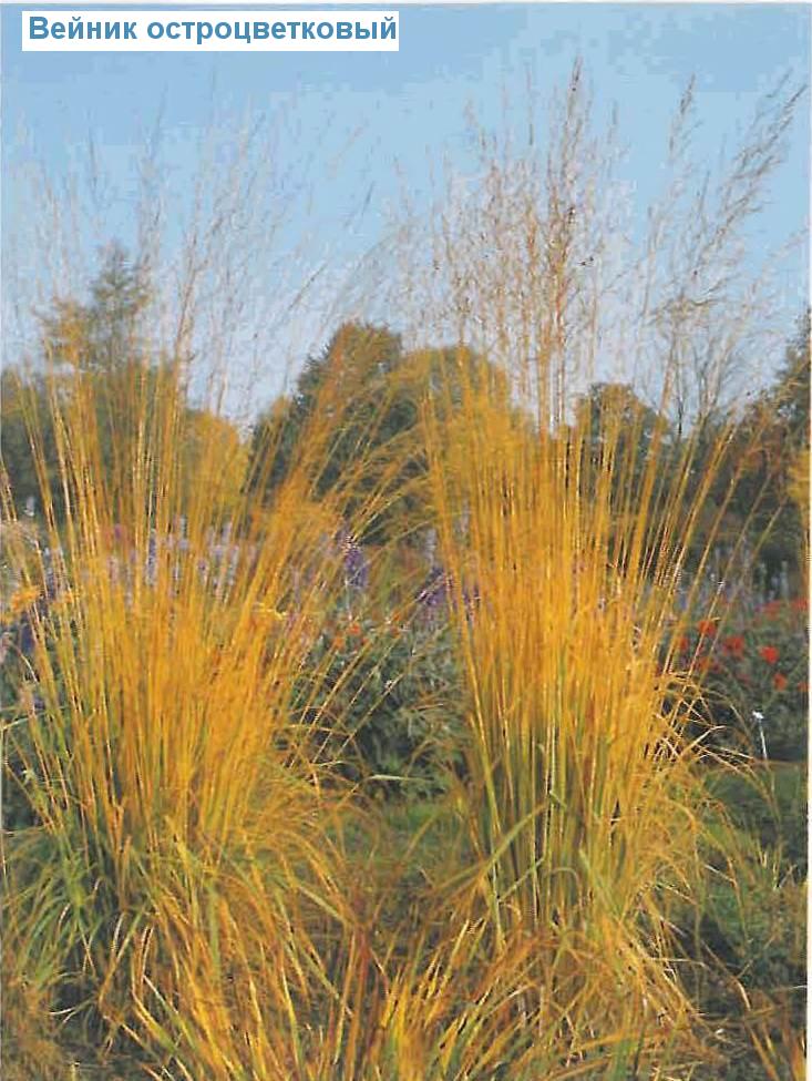   (<i>Calamagrostis acutiflora</i>)