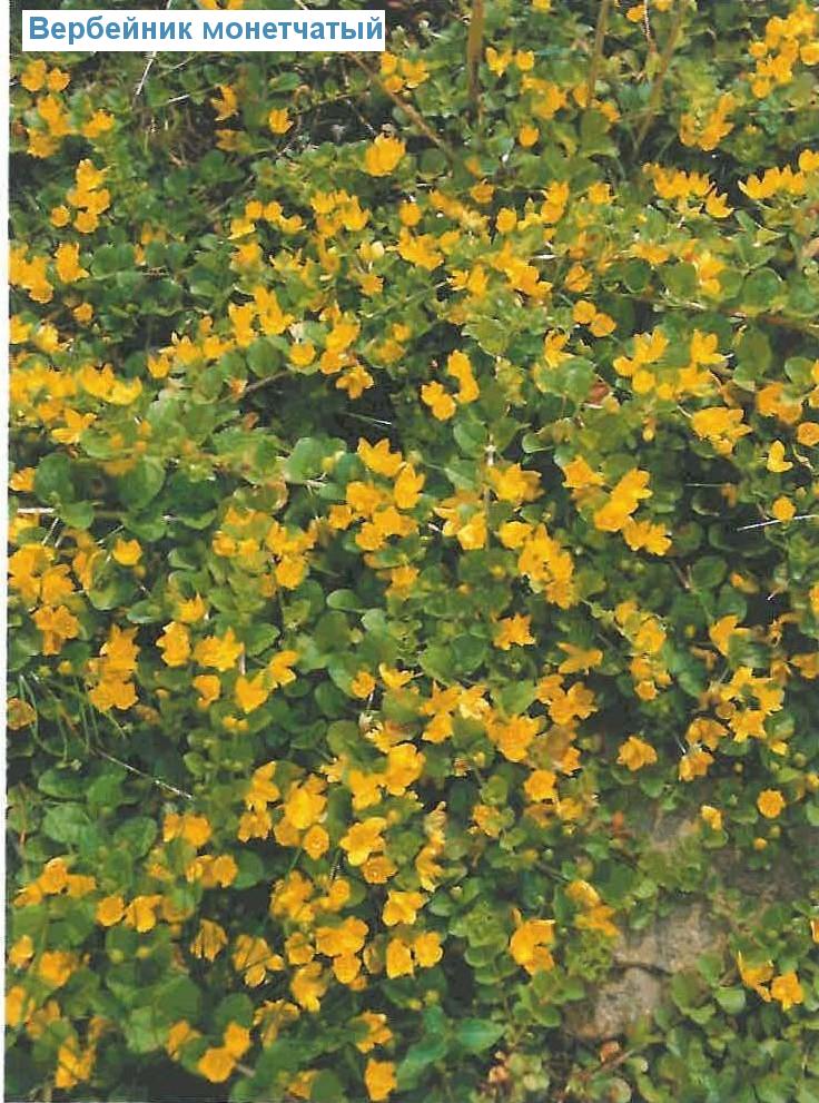   (<i>Lysimachia nummularia</i>)