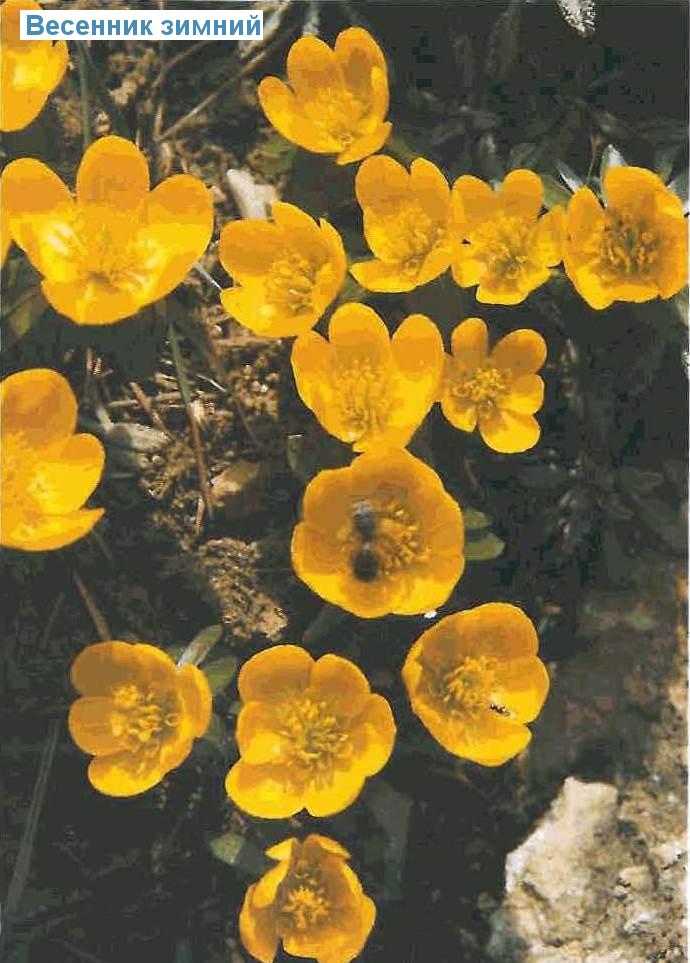   (<i>Eranthis hyemalis</i>)