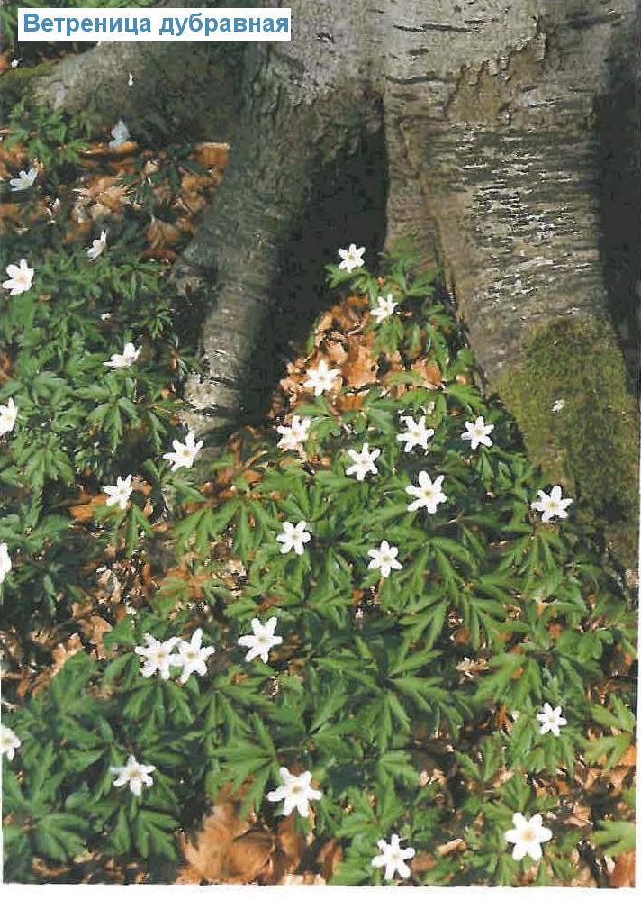   (<i>Anemone nemorosa</i>)