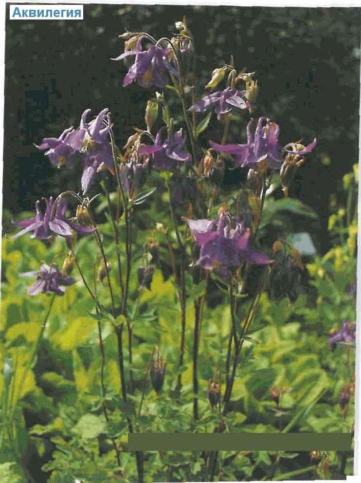  (<i>Aquilegia vulgaris</i>)