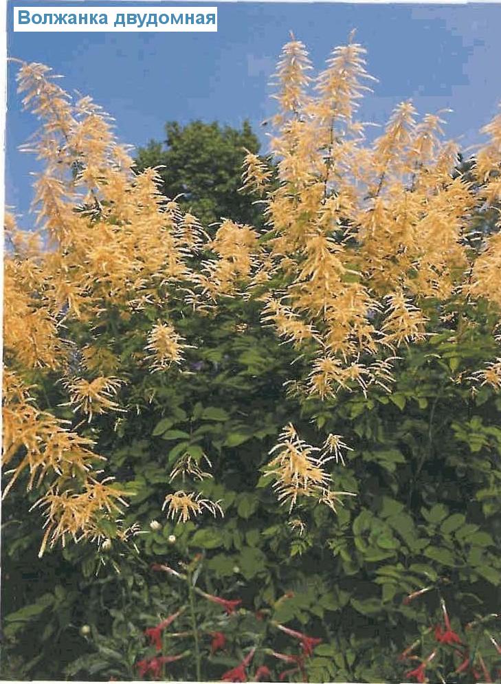   (<i>Aruncus dioicus</i>)