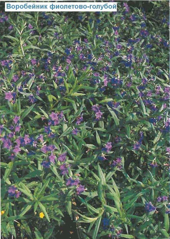  - (<i>Lithospermum purpureocaeruleum</i>)